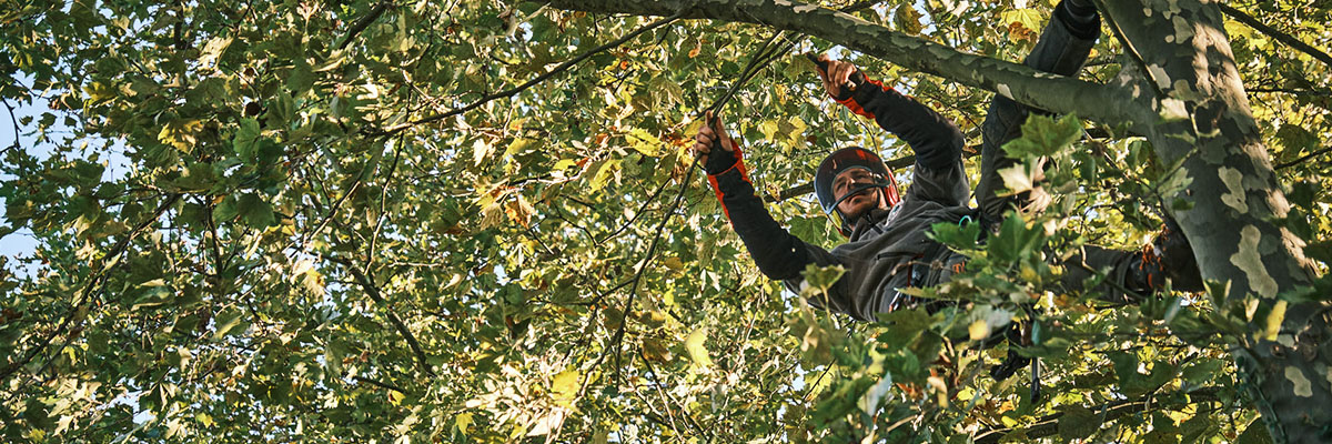 élageur dans un arbre